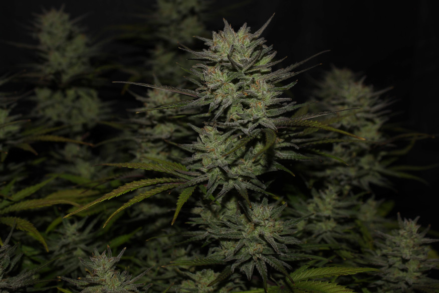 Buy Northern Lights Auto - Fast Buds