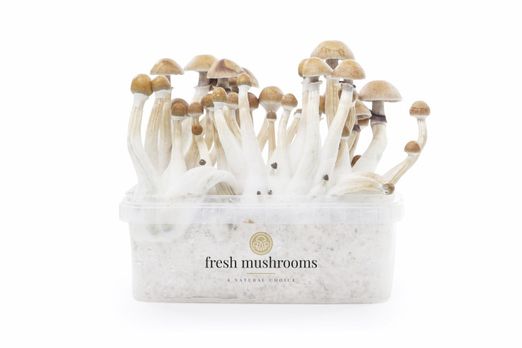 MEXICAN - Magic Mushroom Growkit Fresh Mushrooms - 2