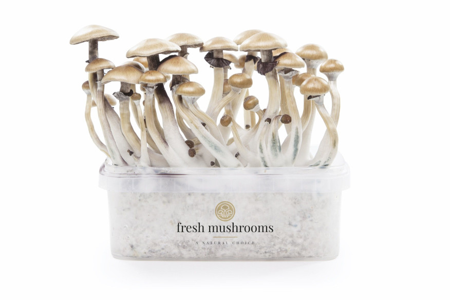 GOLDEN TEACHER - Champignons Magiques Growkit Fresh Mushrooms - 1 GOLDEN TEACHER - Champignons Magiques Growkit Fresh Mushrooms - 1