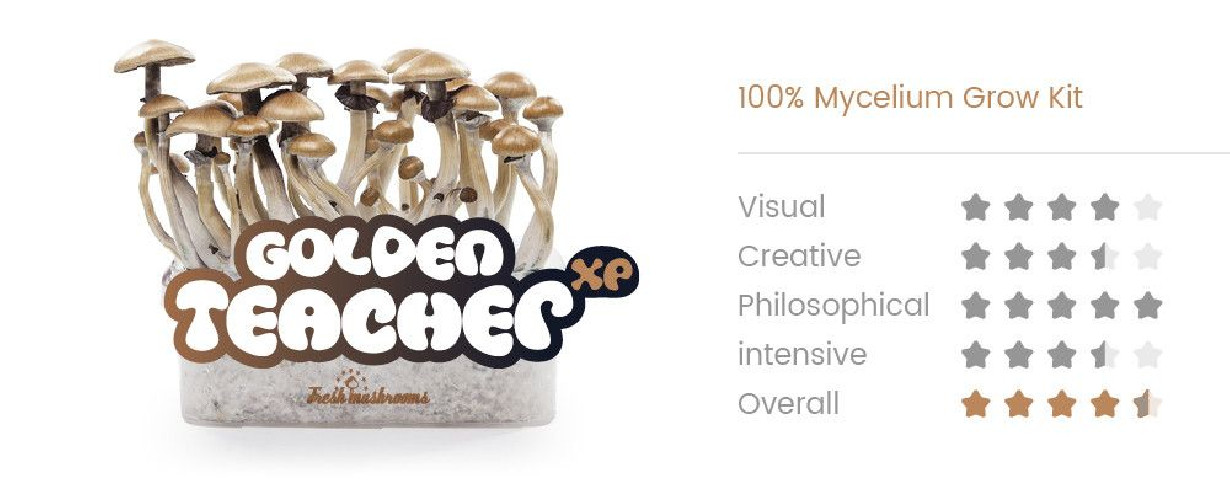 GOLDEN TEACHER - Champignons Magiques Growkit Fresh Mushrooms - 2