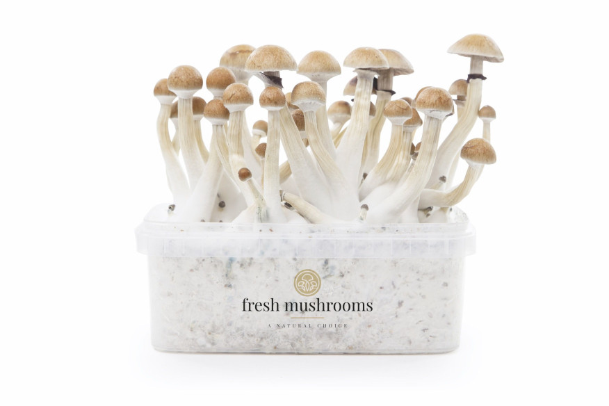 THAI - Zauberpilze Growkits Fresh Mushrooms - 1 THAI - Zauberpilze Growkits Fresh Mushrooms - 1