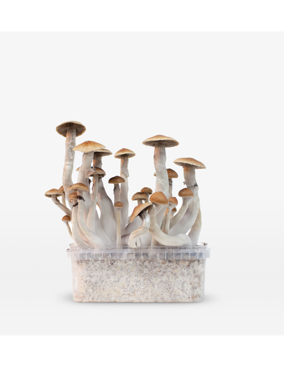 Mondo Growkit - Treasure Coast