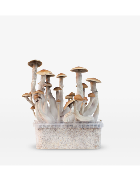 Mondo Growkit - Treasure Coast