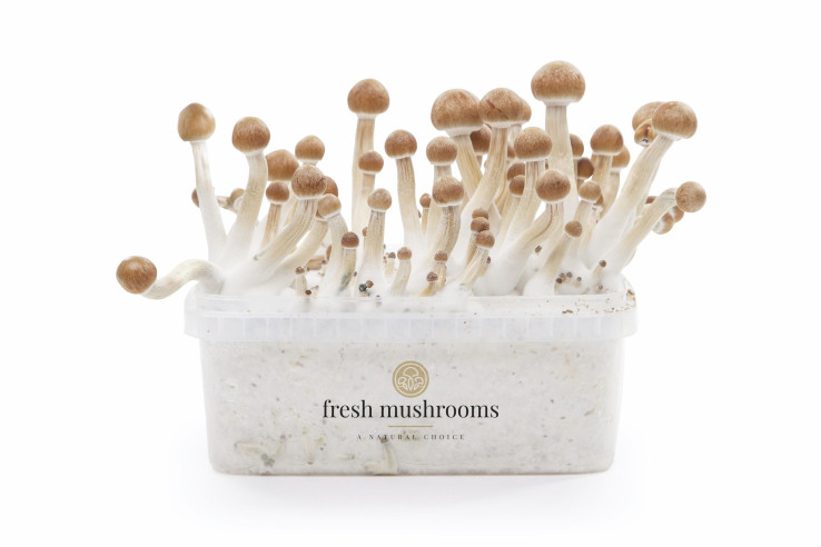MAZATAPEC - Champignons Magiques Growkit Fresh Mushrooms - 1