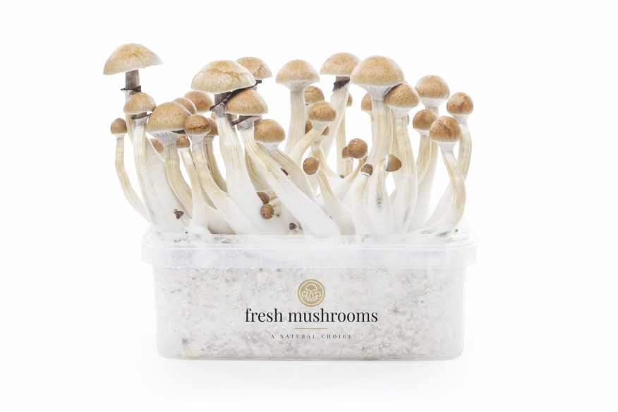 CAMBODIAN - Champignons Magiques Growkit Fresh Mushrooms - 1 CAMBODIAN - Champignons Magiques Growkit Fresh Mushrooms - 1
