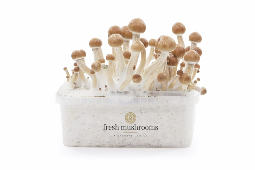 COLOMBIAN - Champignons Magiques Growkit Fresh Mushrooms - 1 COLOMBIAN - Champignons Magiques Growkit Fresh Mushrooms - 1