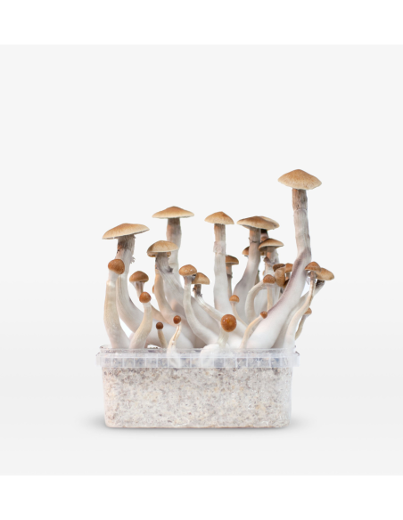 Mondo Growkit - Treasure Coast