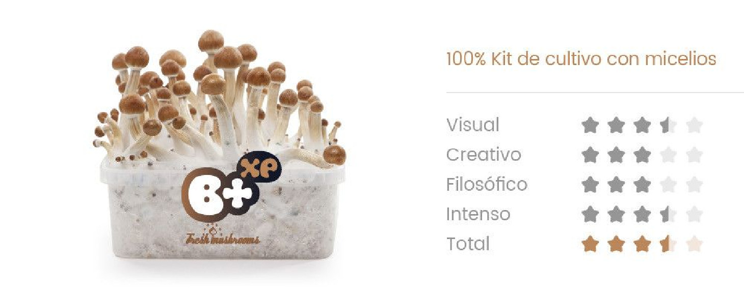 B+ - Zauberpilze Growkits Fresh Mushrooms - 2