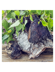 Mushroom Tincture & Extract 2