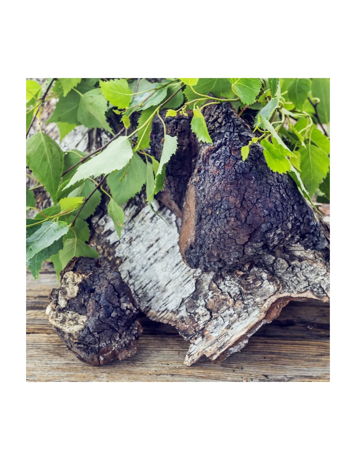 Chaga (Pakuri) Liquid Extract ORGANIC