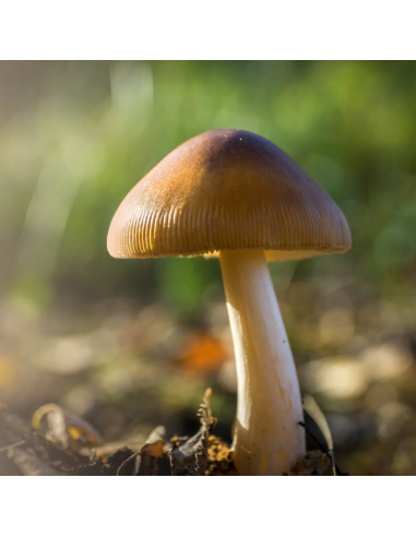 Psilocybe Azurescens - Spawn - Growkit (500 ml)