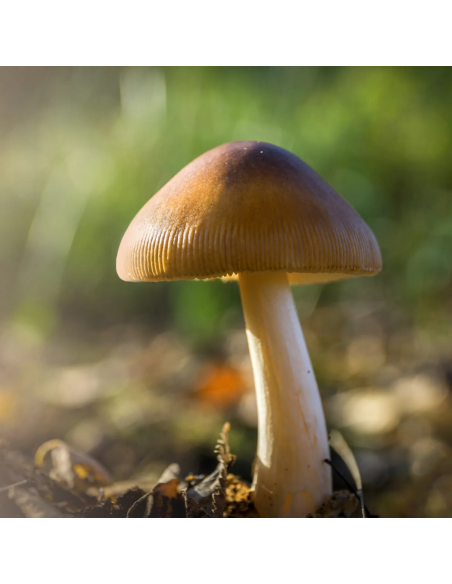 Psilocybe Azurescens - Spawn - Growkit (500 ml)