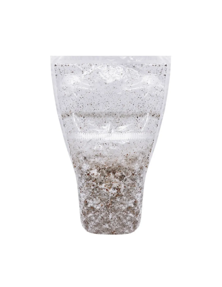 Psilocybe Azurescens - Spawn - Growkit (500 ml)