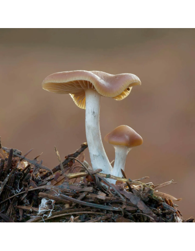 Psilocybe Cyanescens - Spawn - Growkit
