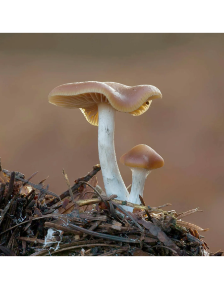 Psilocybe Cyanescens - Spawn - Growkit