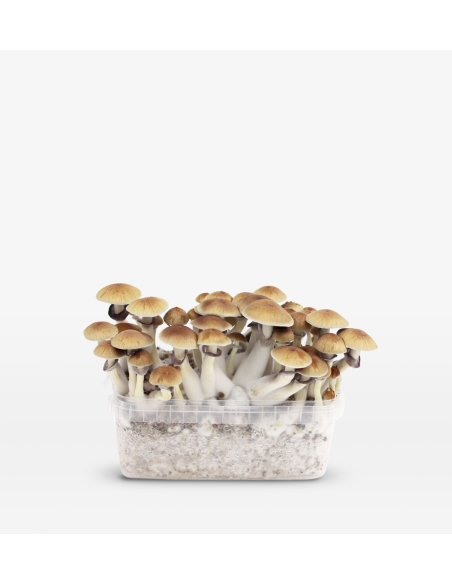 Mondo Growkit - Golden Teacher