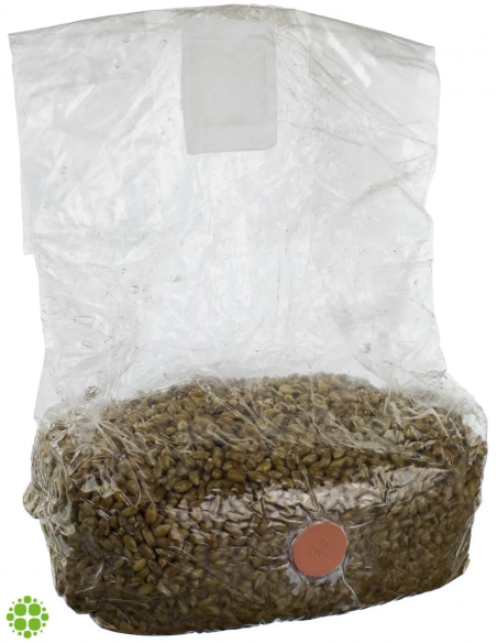 Mushroom grow kit 'Mushbag' rye