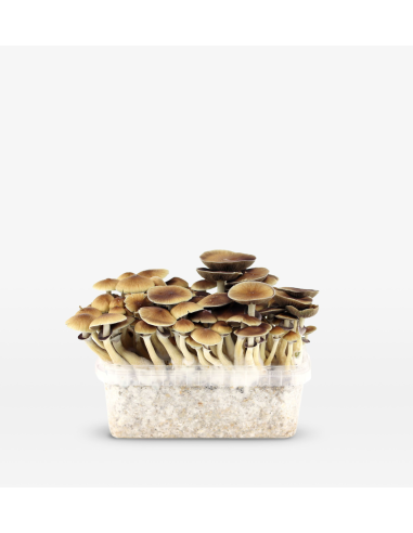 Mondo Growkit - PES Amazonian