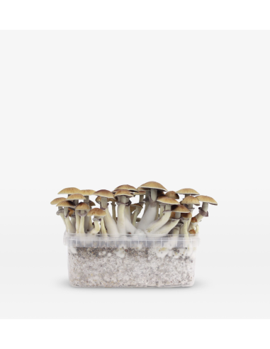 Mondo Growkit - Mexicana