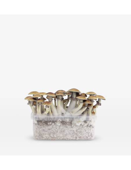 Mondo Growkit - Mexicana