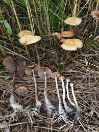 Psilocybe azurescens · from your iNaturalist