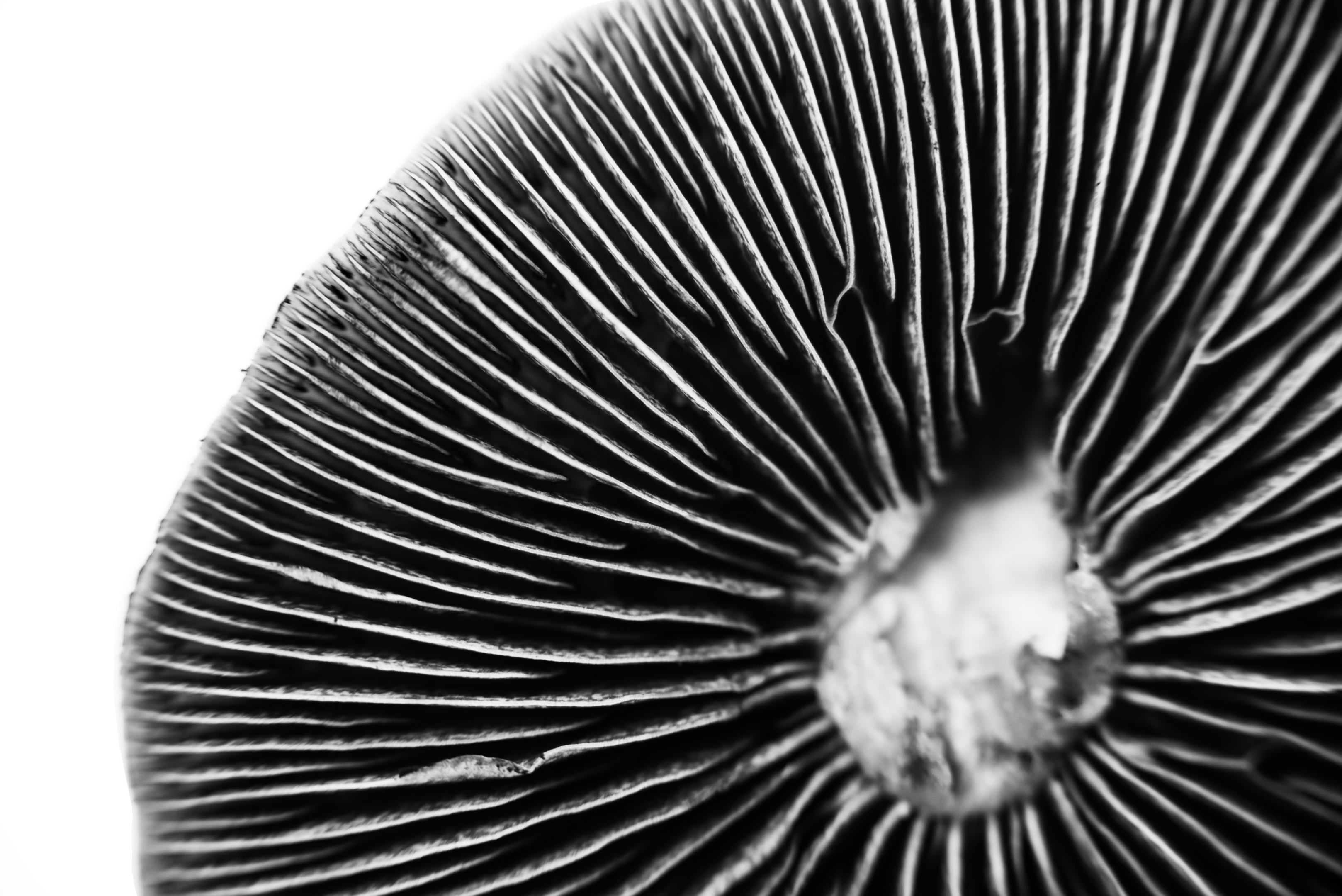 Magic mushrooms (Image source: Adobe Stock)