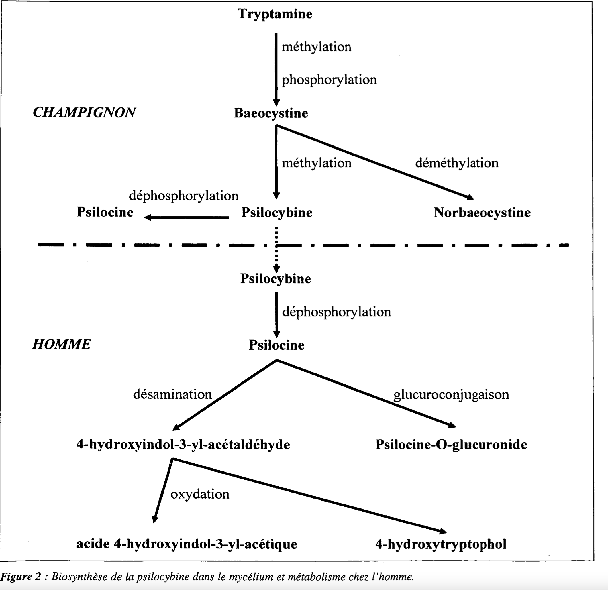 Biosynthese van psilocybine in mycellium en metabolisme bij de mens (trasformatie tot psilocine). Illustratie uit Annales de Toxicologie Analytique, Vol XVI no. 1, p 39