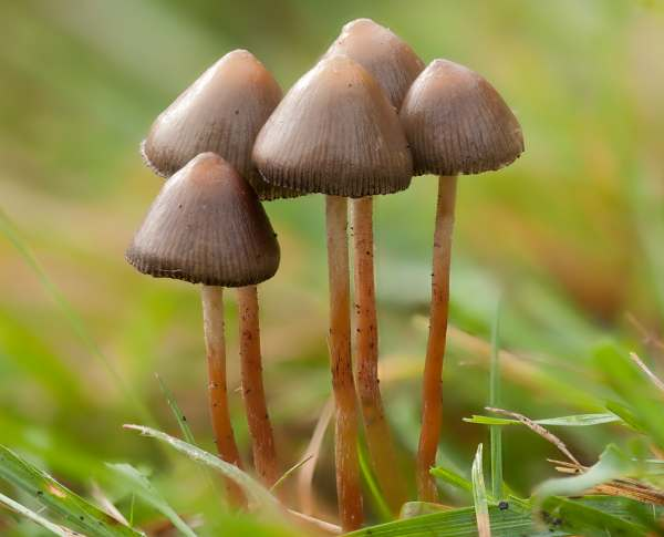 Magic mushrooms, a major health issue.