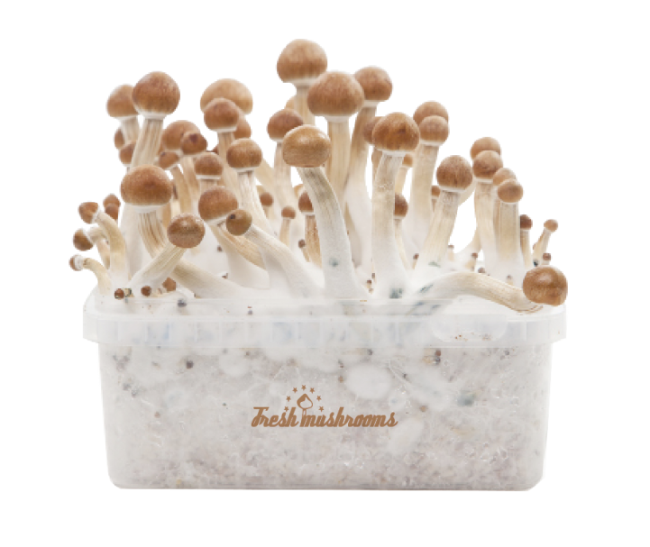 Voorbeeld van een paddenstoel growkits
