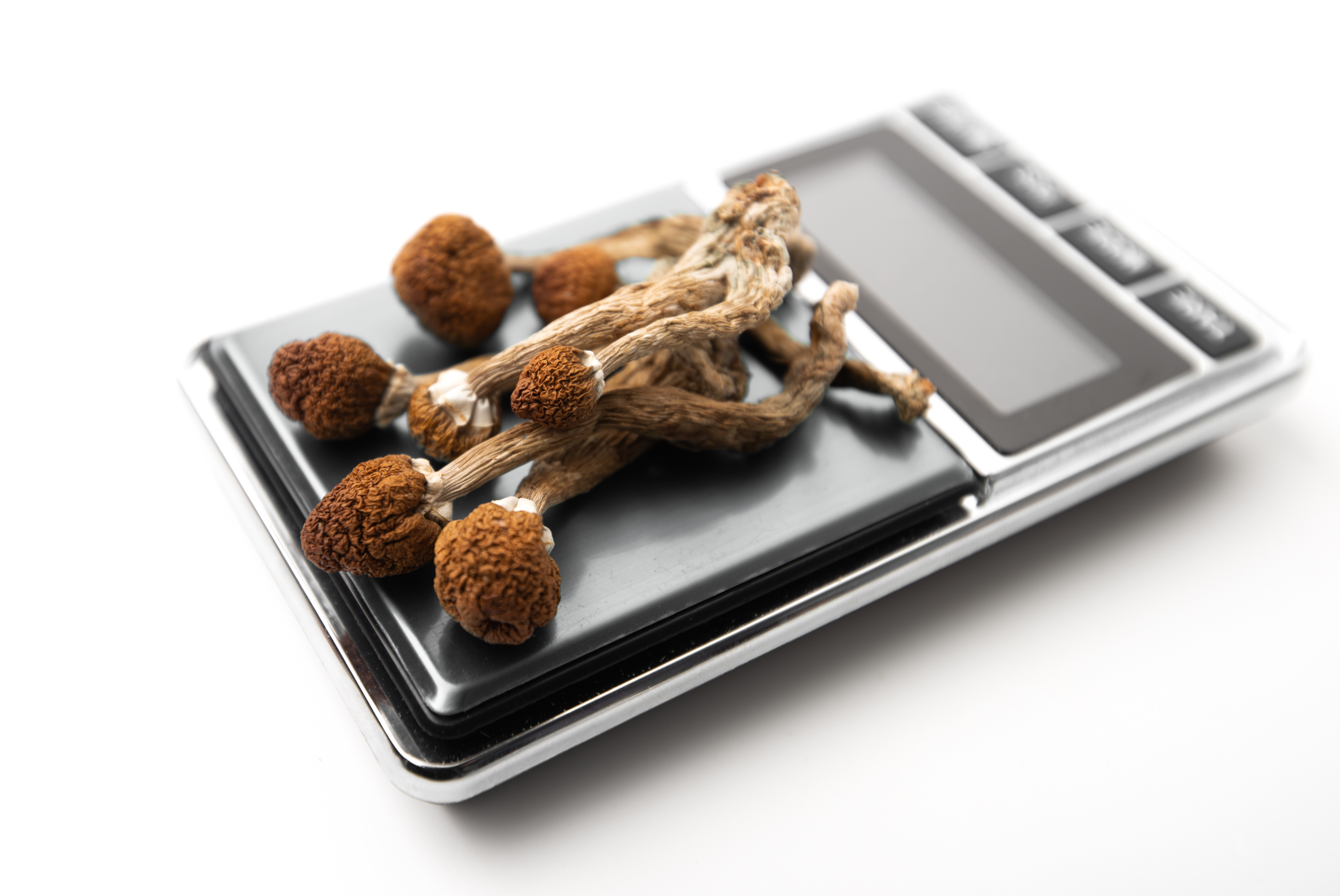 Hallucinogenic mushrooms (Image source: Adobe Stock)