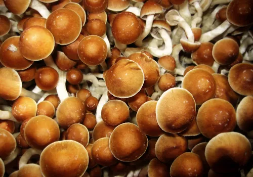 Psilocybe cubensis 'Magic Mushrooms'