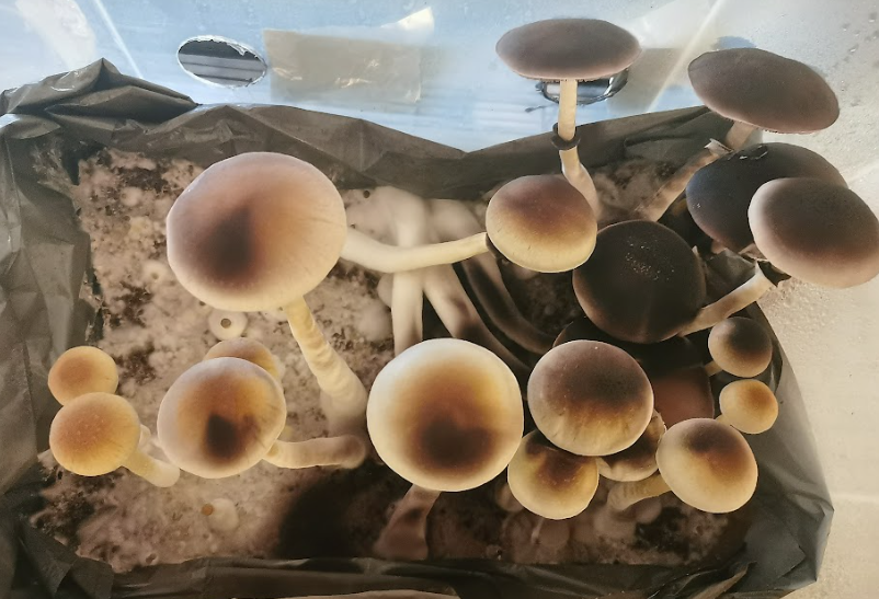Culture de champignons ayant lâchés leur spores 