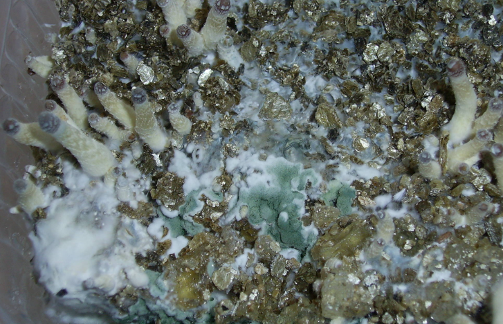 Esempio di contaminazione sotto forma di una macchia verdastra