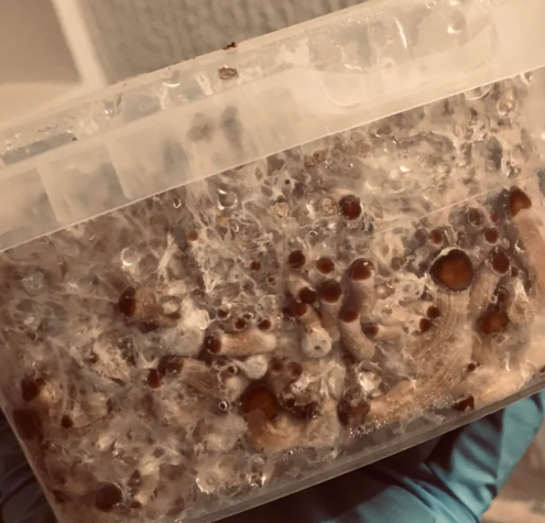 Mushrooms growing on the edges of the grow kit