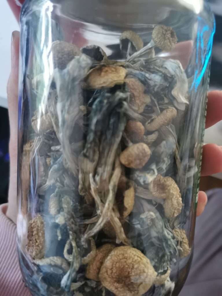 Ernte getrockneter Pilze