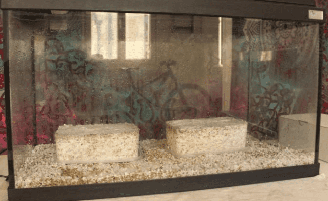 Panes de micelio puestos en un acuario