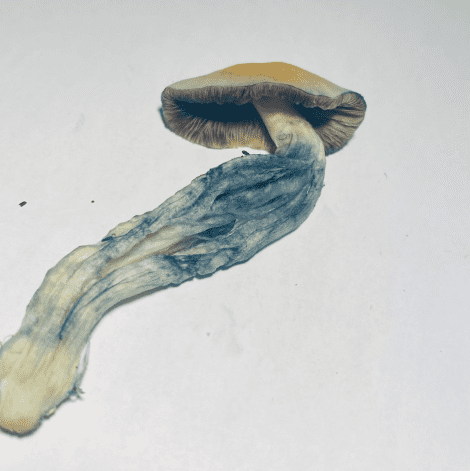 "Bruising" on a picked mushroom