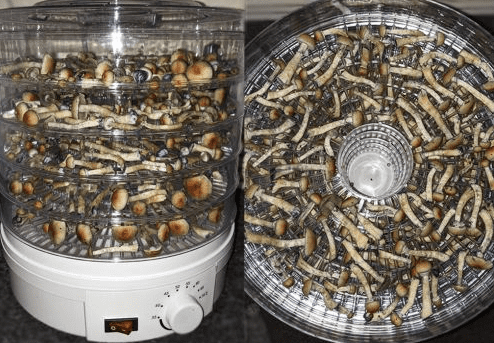 Magic mushrooms drying in a dehydrator
