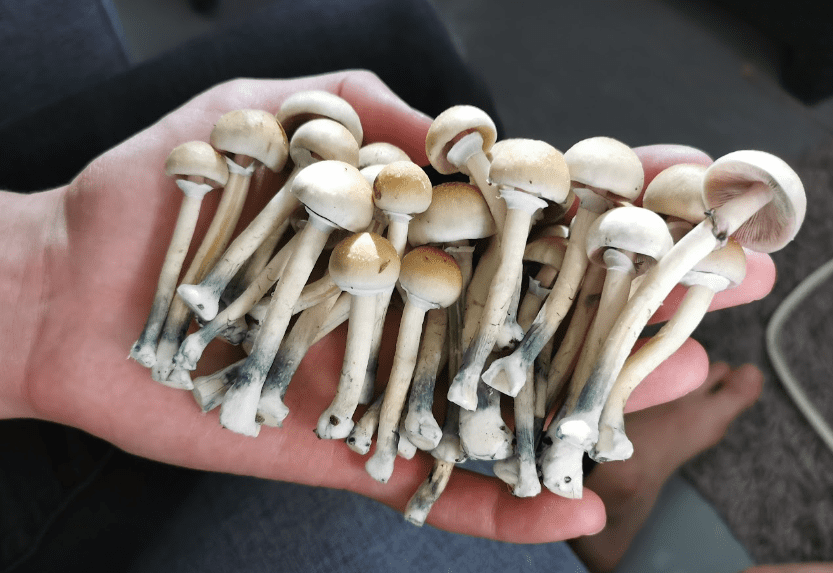 B+ mushroom harvest