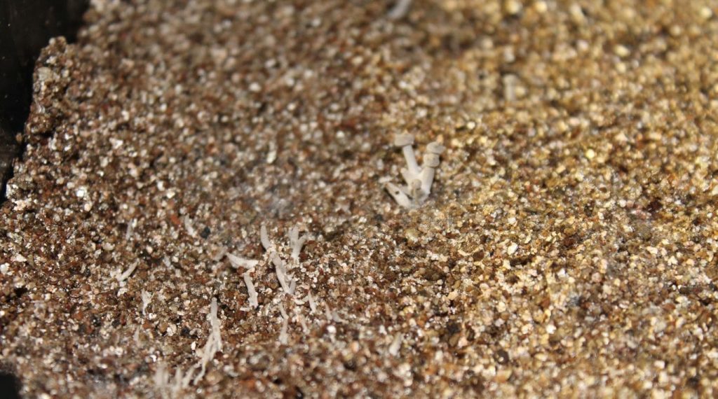 Substrat de champignons