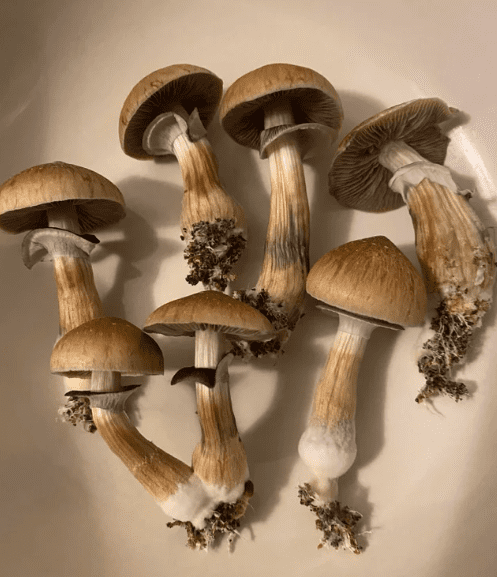 Mushrooms harvested with the "twist and pull" method