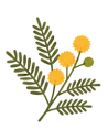 Acacia