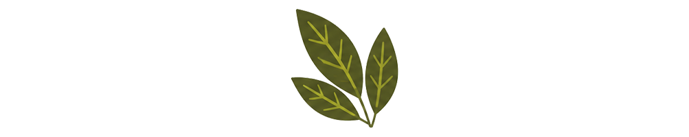 Chacruna | Mycotrop