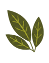 Chacruna
