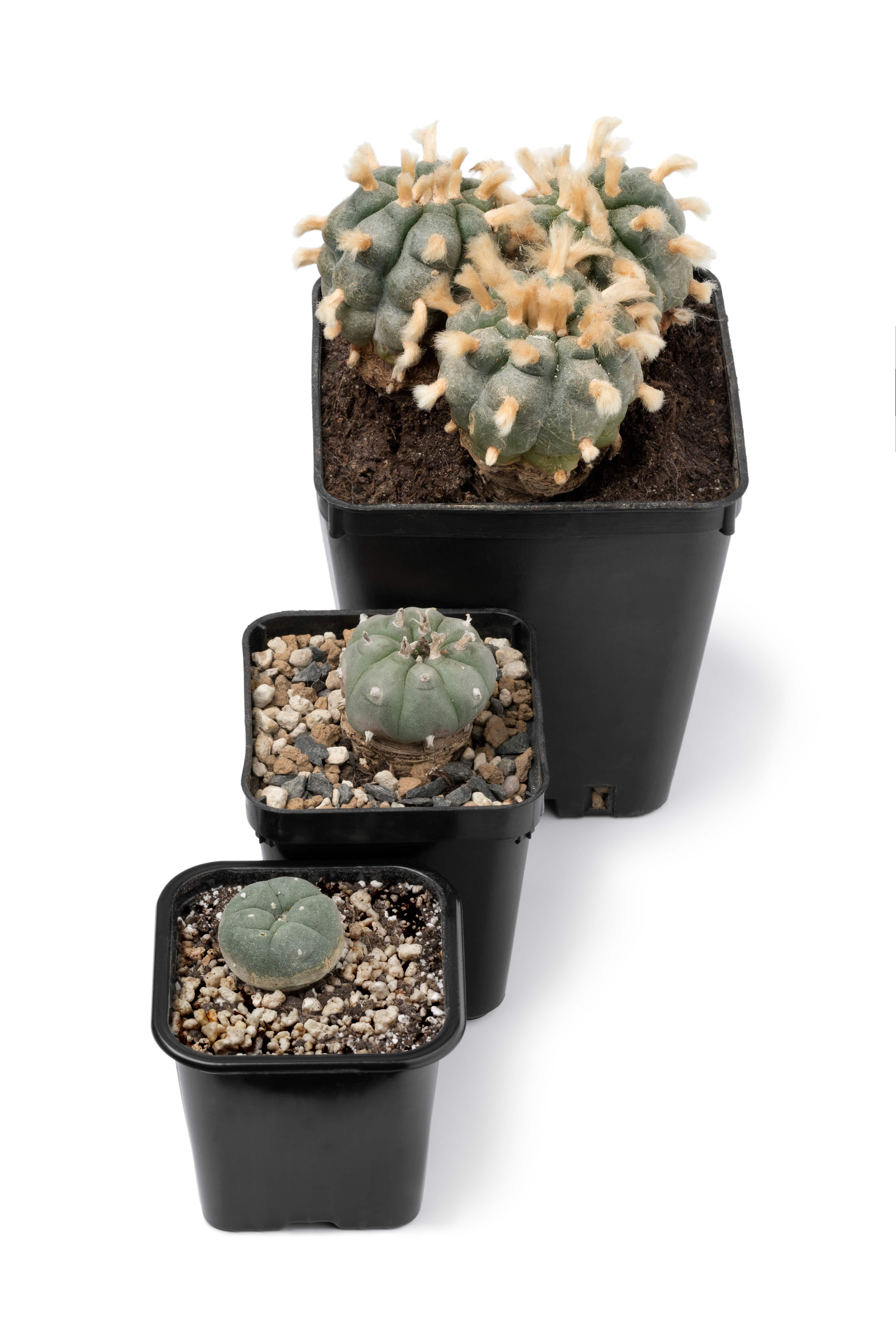Évolution du cactus - jeune à âgé (avec aréoles)