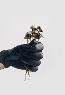 Champignons magiques