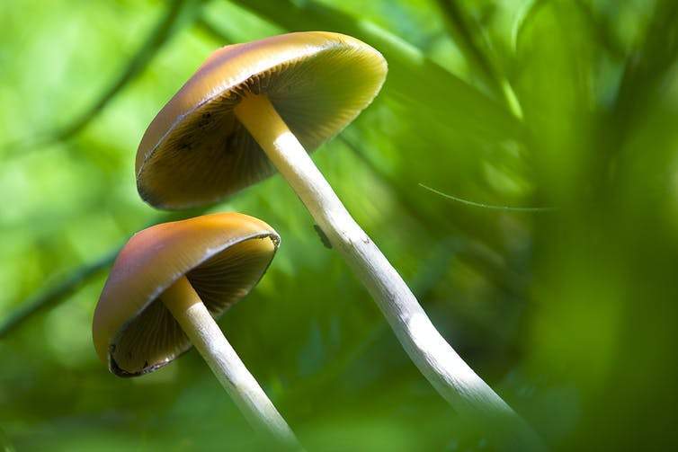 Der Ultimative Leitfaden Fur Zauberpilze Oder Halluzinogene Pilze Mycotrop