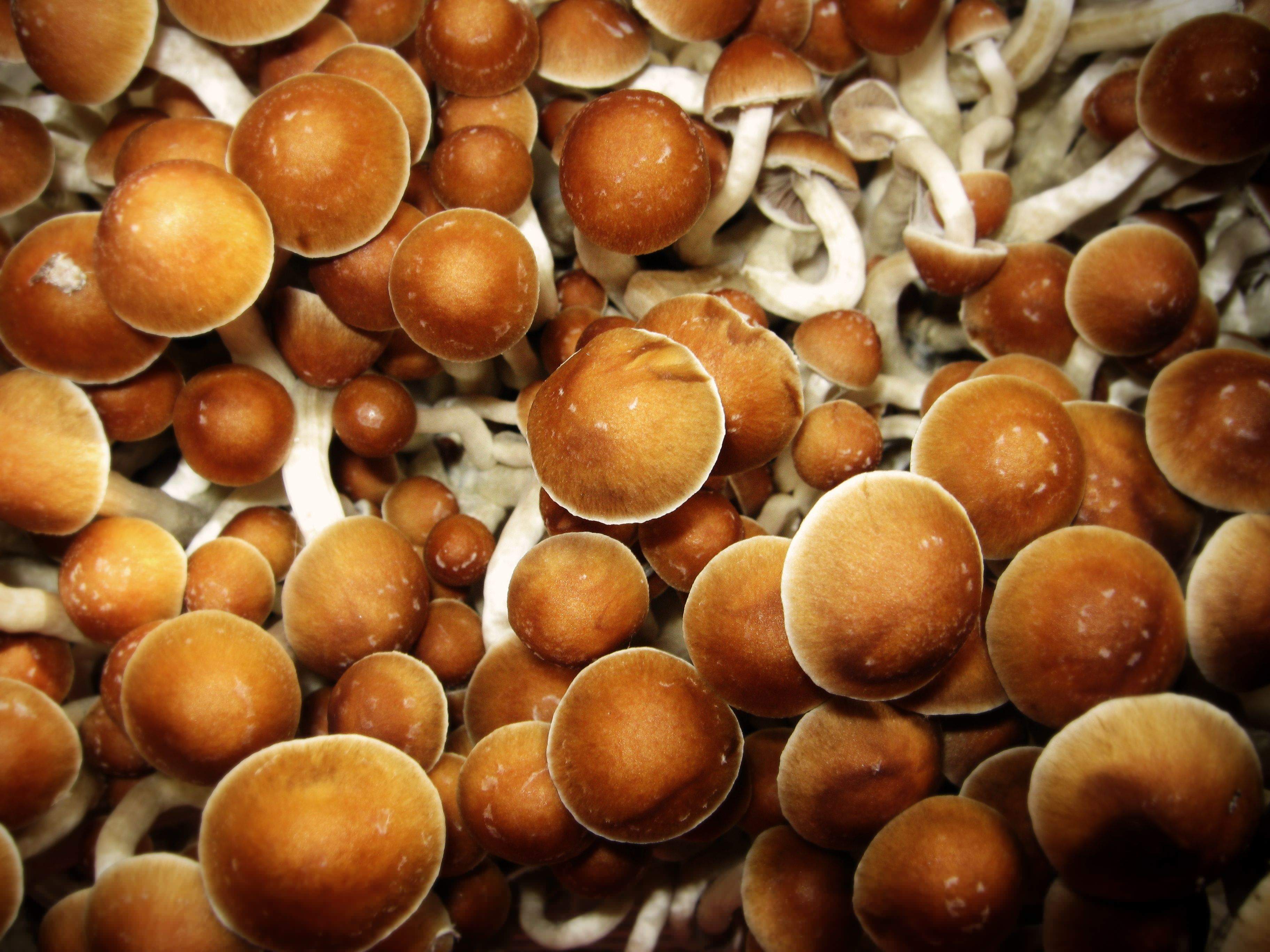 The Science Behind Magic Mushrooms: Understanding Psilocybin as well as ...