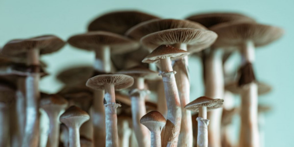 Les champignons magiques : le guide spécial du Psilocybe .